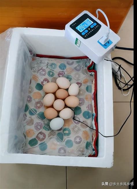 怎样自制简易孵化箱（鸡蛋）？ 自制孵化鸡蛋生活常识美食
