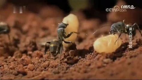 蚂蚁是怎样处理同伴的尸体的？没想到，它们的方法这么神奇！