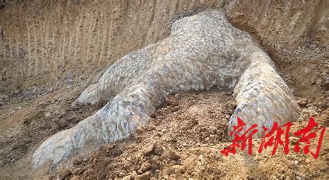 武冈发现巨型“龙爪石”，专家称并非动物化石或文物 - 邵阳 - 新湖南