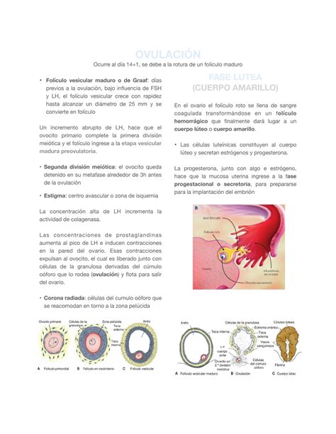 Langman. embriologia medica 14a 2019 / en México Ciudad De | Clasf ...