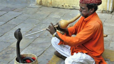在印度的街头巷尾，都有人对蛇吹笛子，蛇会跳舞，这是真的吗？_腾讯视频