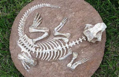 1947年7月13日美国发现一批恐龙化石 - 历史上的今天