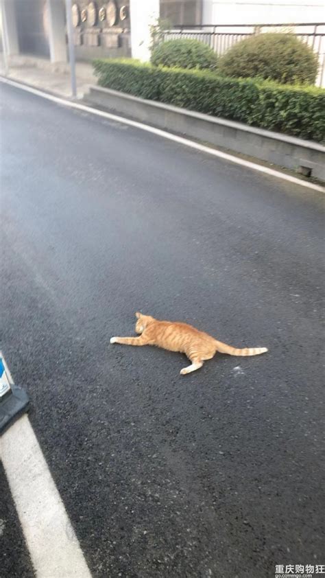 温州猫咪走丢2天后在500公里外的上海被收养_凤凰网视频_凤凰网