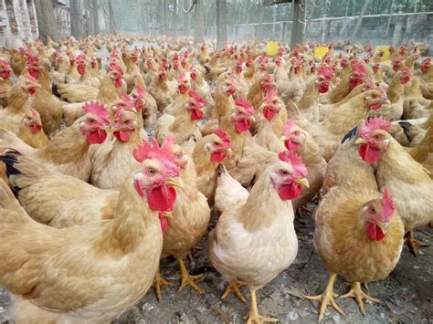[黑鸡批发]黑鸡～大量有货～货源稳定～可长期批发价格5.6元/斤 - 惠农网