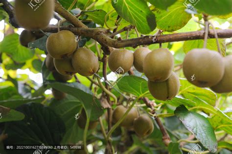 猕猴桃种类知识介绍_猕猴桃图片_猕猴桃的吃法和做法 — 水果百科吧
