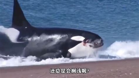 俩渔夫抓鲸鱼，各自为战，却被鲸鱼吞进了肚子里_腾讯视频