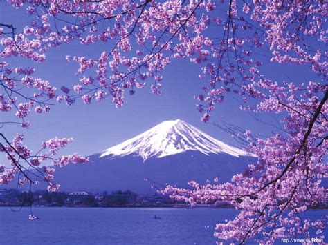 冬天的日本很精彩（东京及周边游记）-东京旅游攻略-游记-去哪儿攻略