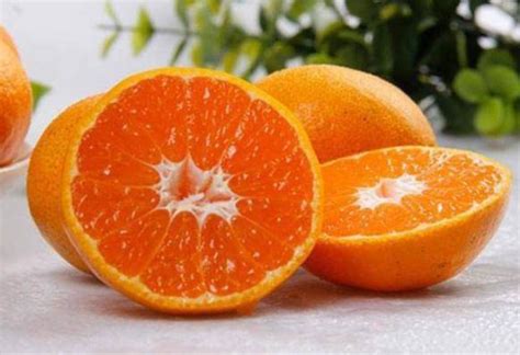 红美人柑橘-宁波台洞纳湖生态农业发展有限公司