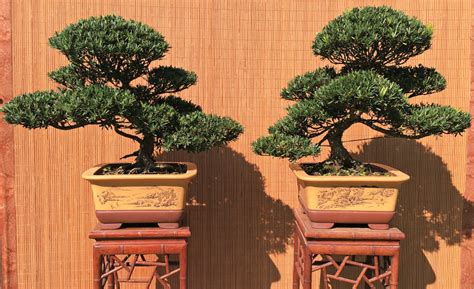 在松江看“立体的画”，全国小微盆景精品邀请展在沪举办 | 中国书画展赛网