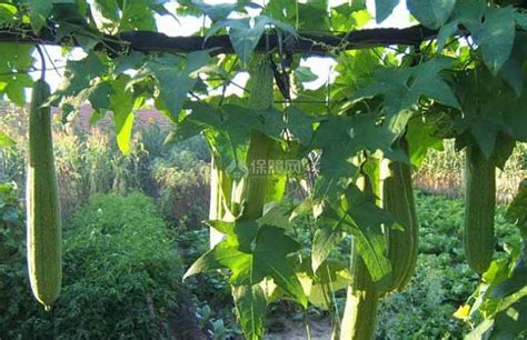 发芽的西瓜苗高清图片下载-正版图片500078117-摄图网