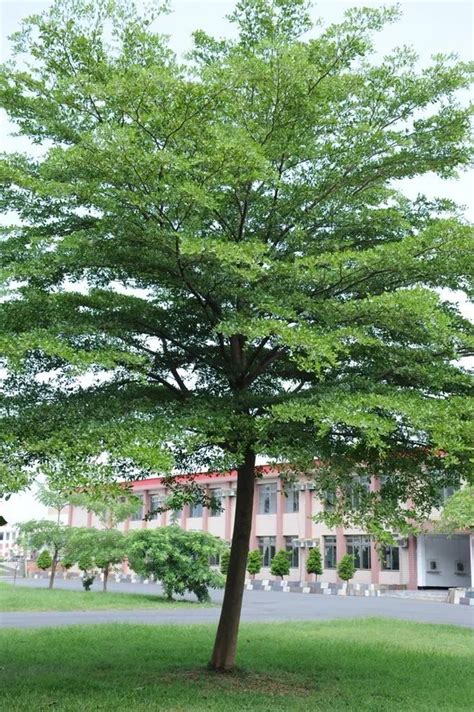 小叶榄仁 - 乔木 - 广州市林业园林科技推广服务平台