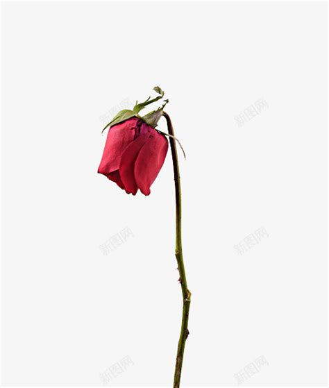 一朵凋谢的玫瑰花png图片免费下载-素材7yzkjqqUq-新图网