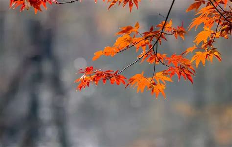 描写秋天的成语有哪些（关于秋天的四字成语有哪些成语） – 碳资讯