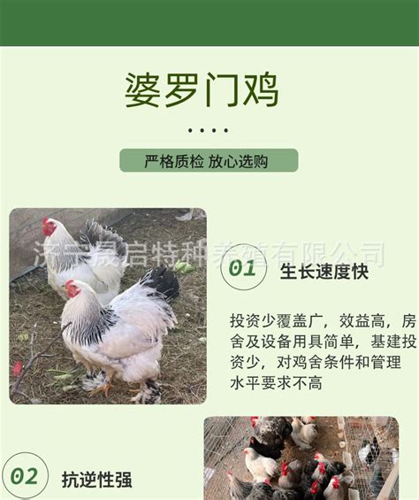 纯种婆罗门鸡活体养殖 成年观赏婆罗门鸡活体一只多少钱 鸡苗批发-阿里巴巴