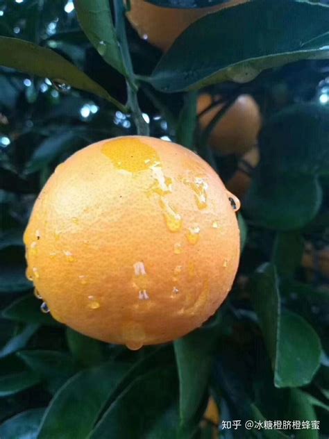 四川“爱媛橙”，网友口中的网红果冻橙，这么好听的名字！ - 农夫森林