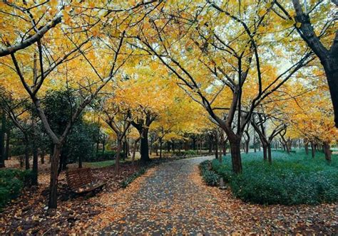 杨浦一片片绝美秋景就藏在这些地方 -上海市文旅推广网-上海市文化和旅游局 提供专业文化和旅游及会展信息资讯
