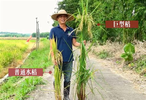 清城首批600亩“巨型稻”开镰收割