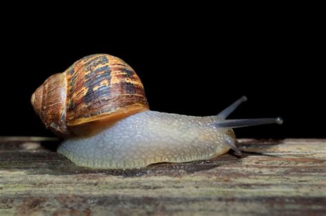 夜间活动的花园蜗牛科努阿斯珀苏姆的移动与图片-包图网