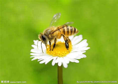 花朵上的蜜蜂摄影图__昆虫_生物世界_摄影图库_昵图网nipic.com