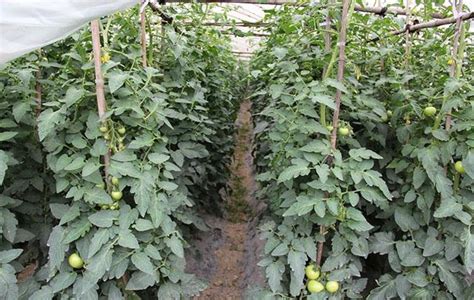 番茄种植技术解答视频在线播放