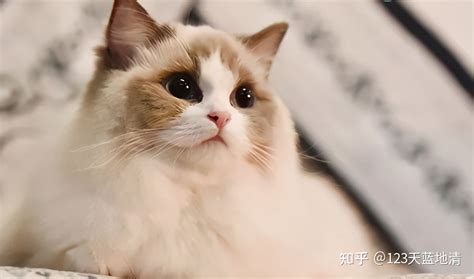 布偶猫 公 2个多月 干净 准备出售 价格美丽 - 宠物花草 张家港爱上网/