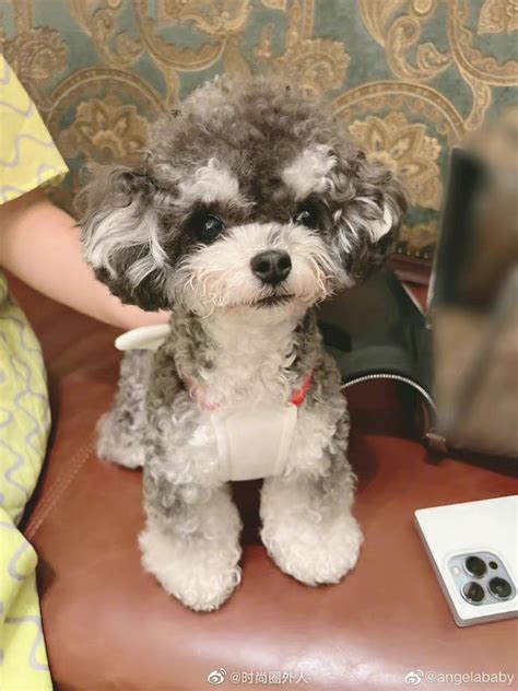 温柔甜美女生头像狗狗