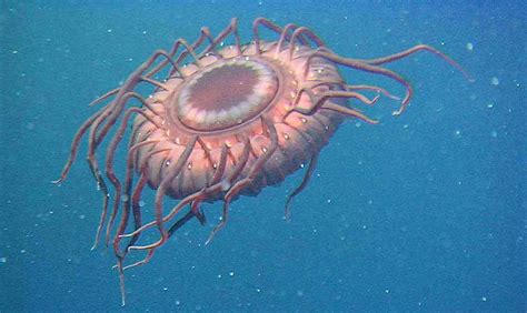 那些奇异的深海生物：触须八爪鱼形似幽灵_新浪图片