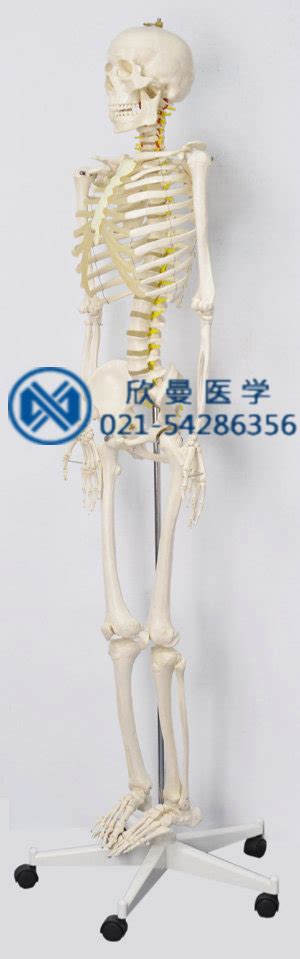 女性全身人体骨骼模型_上海欣曼科教设备有限公司