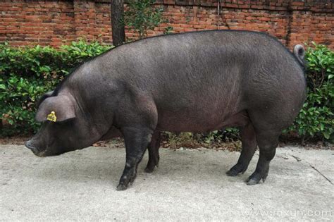 全国六大黑猪品种，肉质鲜美，外国人吃了都赞不绝口！