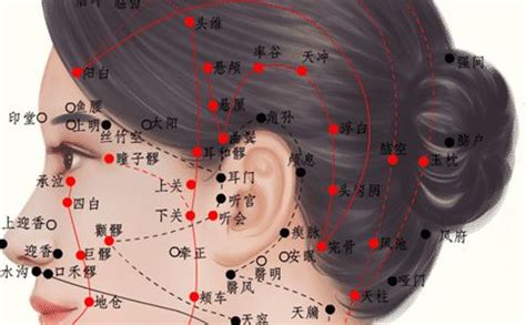 耳穴位图图片