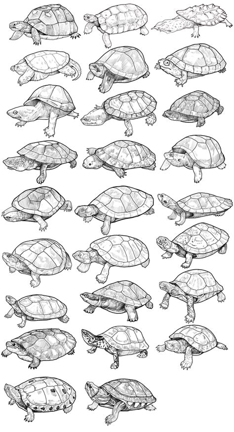 手绘乌龟不同的乌龟你知道该怎么画吗-普画网