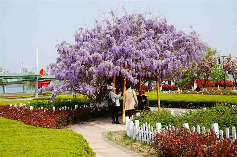 2019紫藤园-旅游攻略-门票-地址-问答-游记点评，上海旅游旅游景点推荐-去哪儿攻略