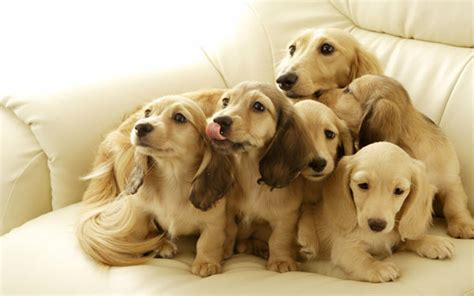 美卡犬图片