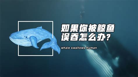 抹香鲸科普知识（一文带你了解世界上最大的齿鲸） – 碳资讯