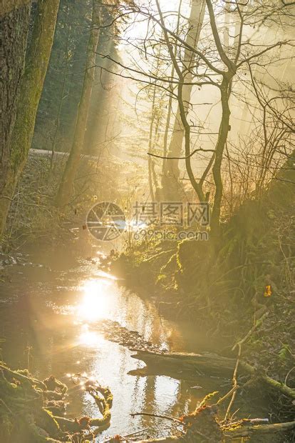 在一条小溪上的森林里阳光照耀着高清图片下载-正版图片303443120-摄图网