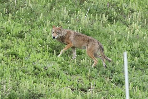 西藏阿里改则县发现野狼捕食藏野驴珍贵影像资料--图片频道--人民网