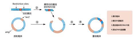 重组质粒构建与基因打靶_基因敲除/敲入细胞系构建-安诺伦（北京）生物科技有限公司