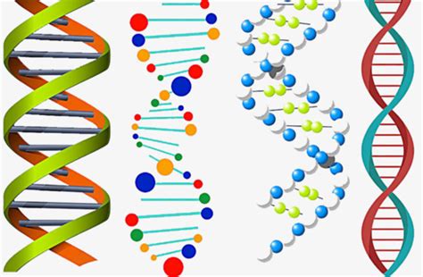 基因与染色体-遗传病生育网