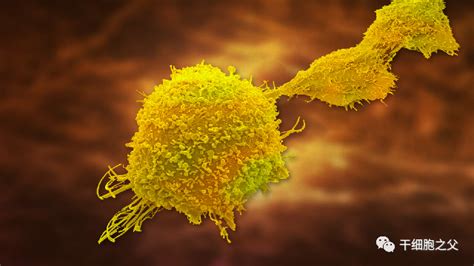 NK细胞表面免疫检查点受体KIRs知多少 - 自主发布 - 生物在线 Lab-on-Web