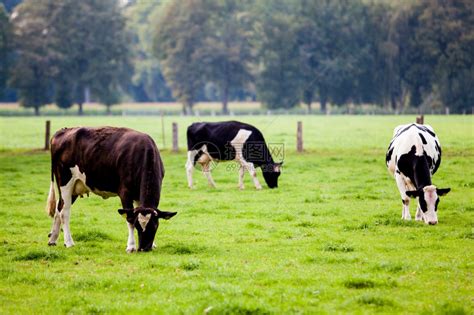 在田园上吃草的三头牛高清图片下载-正版图片303953256-摄图网
