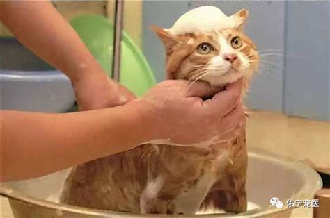 猫咪洗澡全攻略，让猫咪爱上洗澡 - 知乎