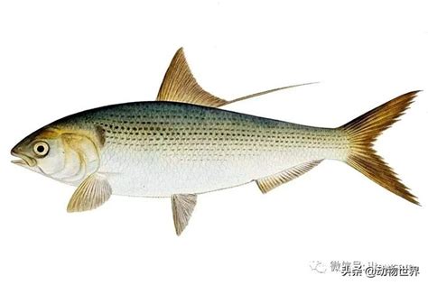 常见淡水鱼有哪些，不同鱼种的特点不同 - 农敢网