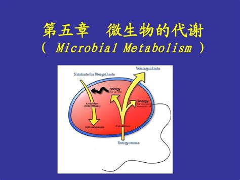 水处理微生物生物技术原理图解剖析 - 微生物分解技术 - 广州市瀚潮环保科技有限公司