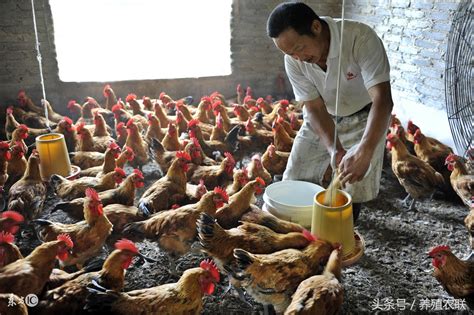 养鸡进入科技化，巴南区“姜家黑”开启智慧养殖新模式 - 上游新闻·汇聚向上的力量