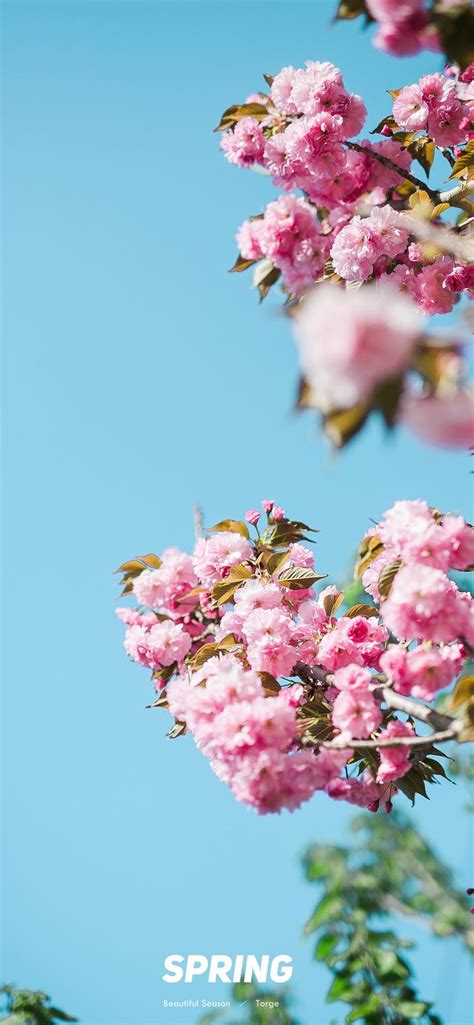 春光正好，留下美丽季节的花色。by@六月日记本