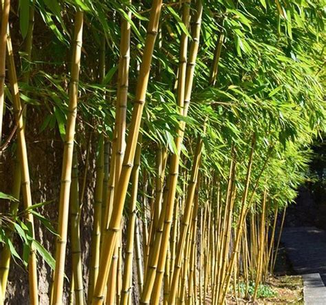 优秀的庭院观赏竹及配植方法-种植技术-中国花木网