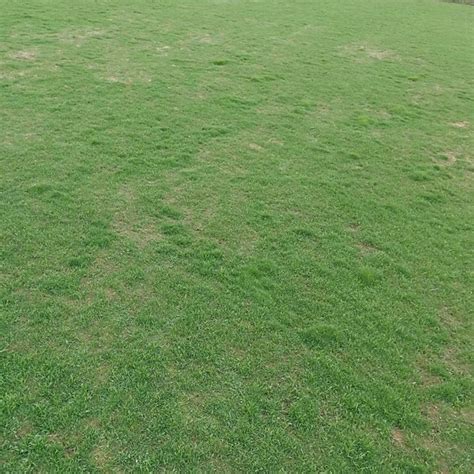 草坪草籽四季常青护坡绿化种子庭院免修剪地毯马尼拉耐寒黑麦草仔-阿里巴巴
