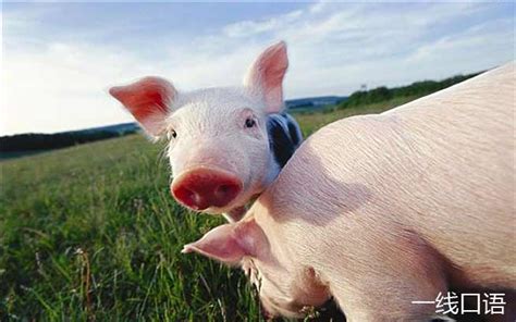 一只关于猪的零食品牌——《一只居》|平面|品牌|92ninga - 原创作品 - 站酷 (ZCOOL)