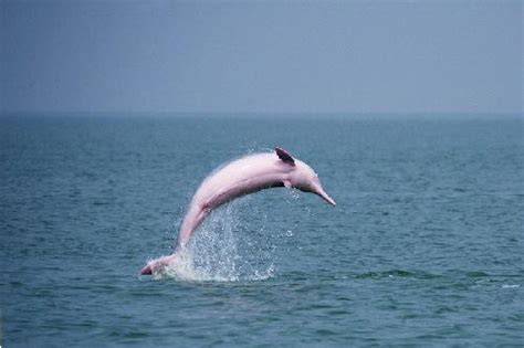 中华白海豚又称为粉红海豚，是我国的一级保护动物……_新浪新闻