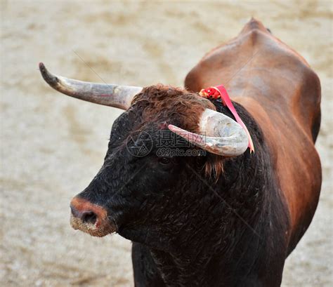 西班牙公牛长着大角高清图片下载-正版图片505939016-摄图网